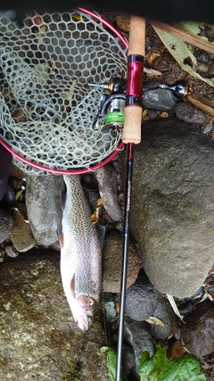 ニジマスの釣果