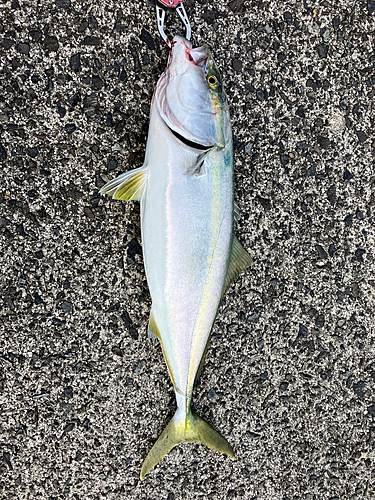 ハマチの釣果