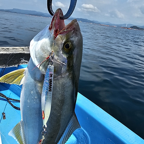 カンパチの釣果