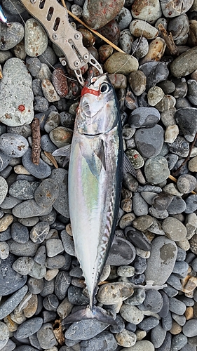 マルソウダの釣果