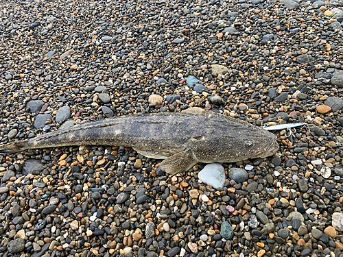 マゴチの釣果