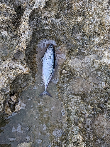 スマカツオの釣果