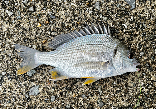 キビレの釣果