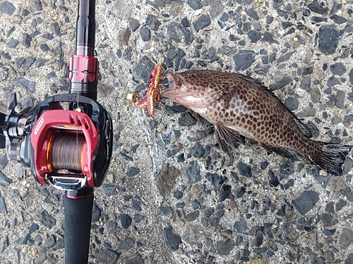 オオモンハタの釣果