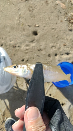 キスの釣果