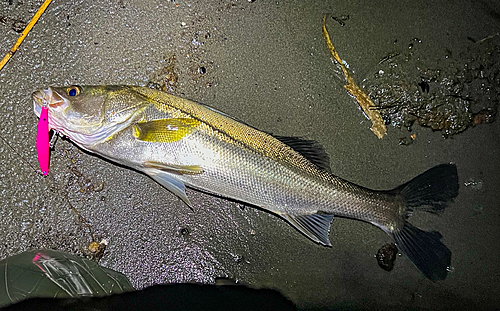 シーバスの釣果