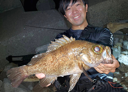 シロメバルの釣果