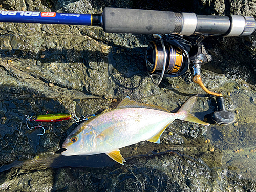 ショゴの釣果