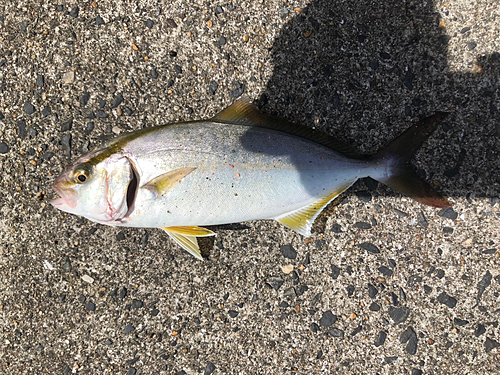 ネリゴの釣果