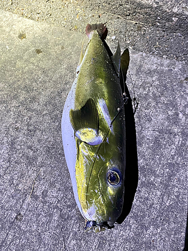 シロサバフグの釣果