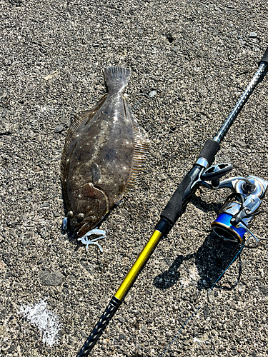 ソゲの釣果