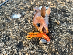 エゾメバルの釣果