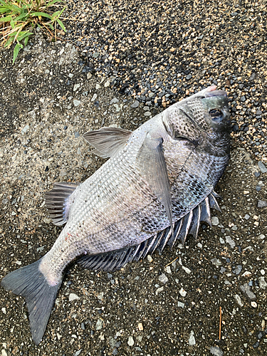 チヌの釣果