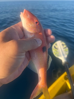 オジサンの釣果