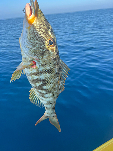 オキフエダイの釣果