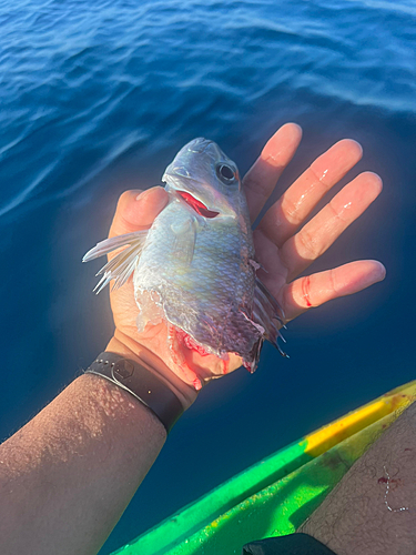 クチナジの釣果