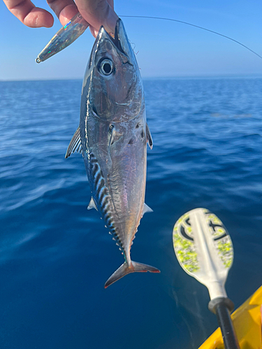 イケカツオの釣果