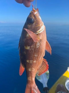 クチナジの釣果