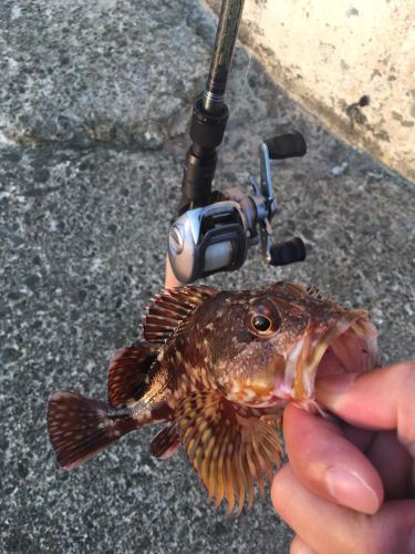 カサゴの釣果