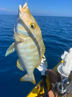 ハマフエフキの釣果