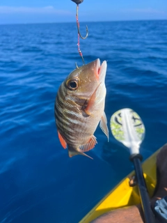 クチナジの釣果