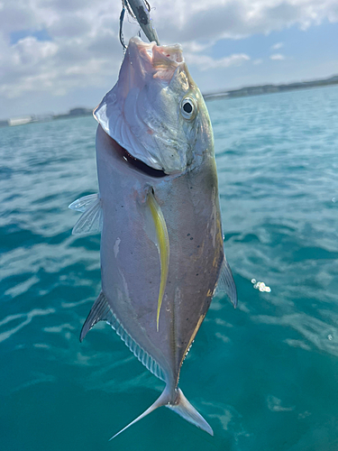 カスミアジの釣果