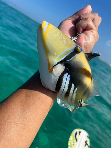 カワハギの釣果