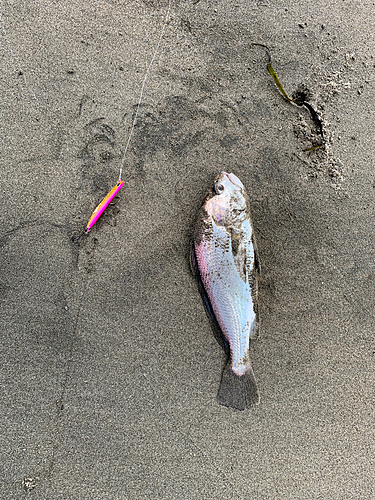 イシモチの釣果