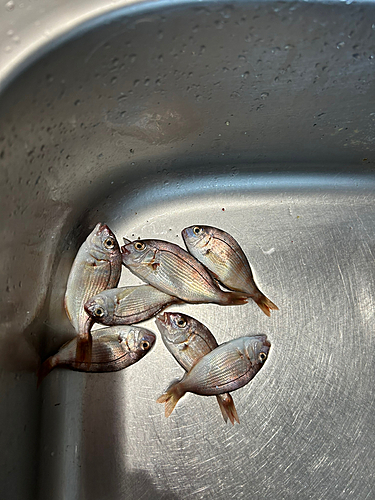 チダイの釣果