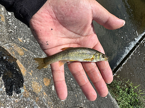 アブラハヤの釣果