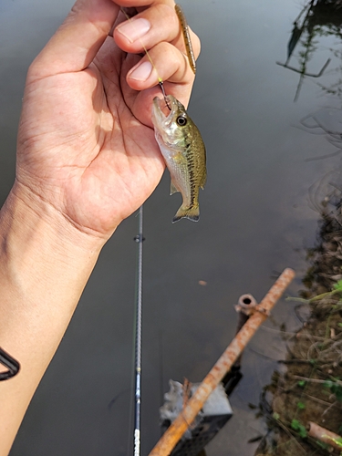 ラージマウスバスの釣果