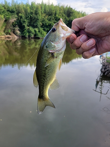 ラージマウスバスの釣果