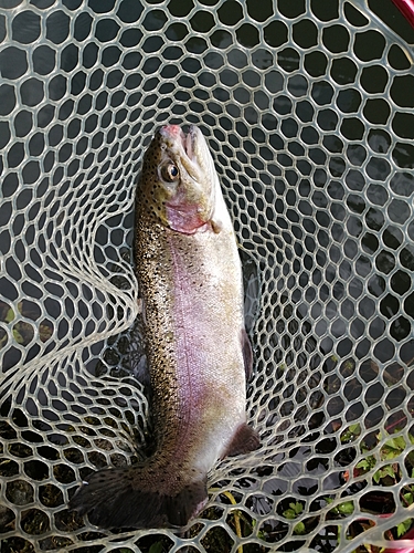 ニジマスの釣果