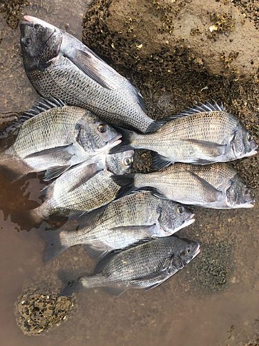 チヌの釣果