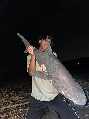 サメの釣果