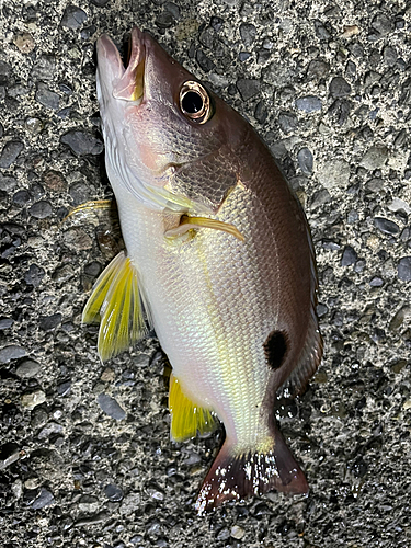 ニセクロホシフエダイの釣果