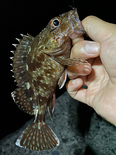 カサゴの釣果