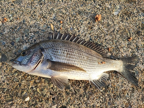 クロダイの釣果