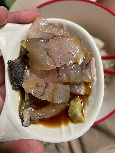 カマスの釣果