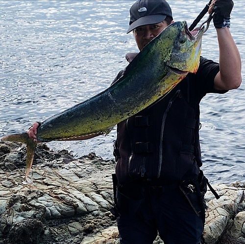 シイラの釣果