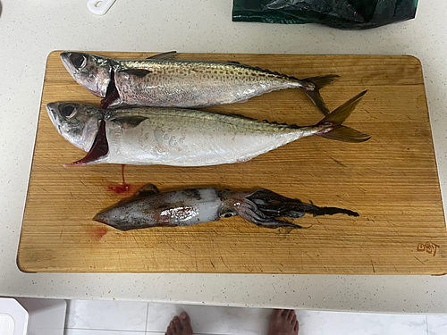 サバの釣果