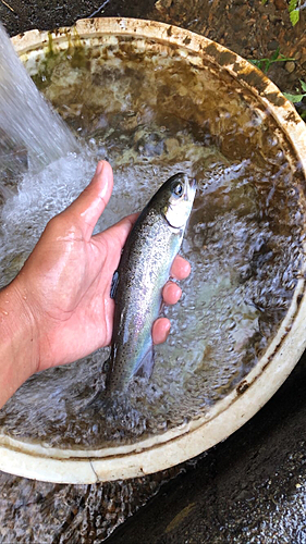 ニジマスの釣果