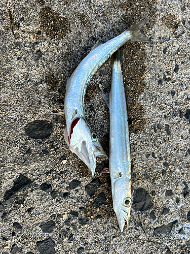 アカカマスの釣果