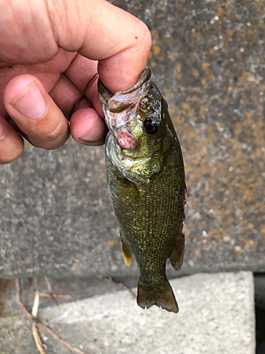 スモールマウスバスの釣果