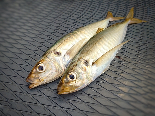 マルアジの釣果