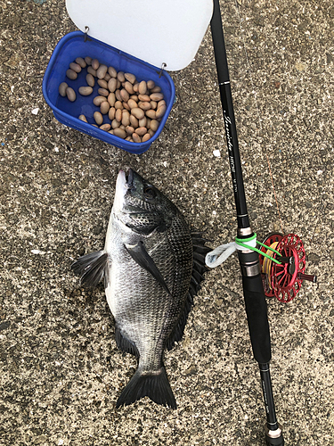 チヌの釣果