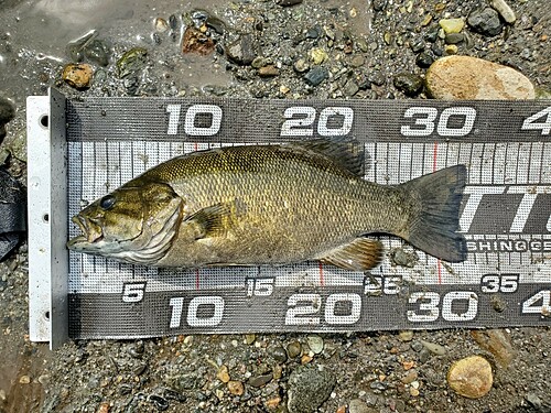 スモールマウスバスの釣果