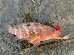 キジハタの釣果