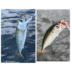 サバの釣果