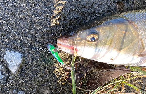 マルタウグイの釣果